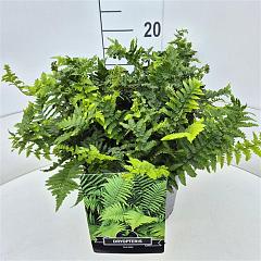 Dryopteris filix-mas