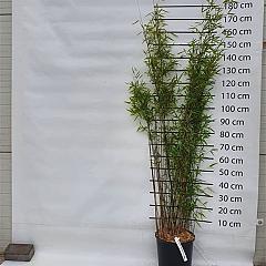 Fargesia nitida 'Black Pearl'