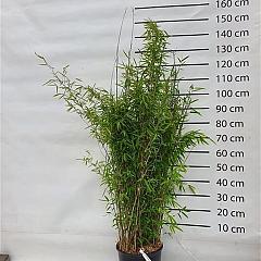 Fargesia nitida'Volcano'