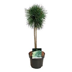 Pinus sylvestris 'Blue Pearl'