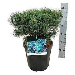 Pinus sylvestris 'Watereri'
