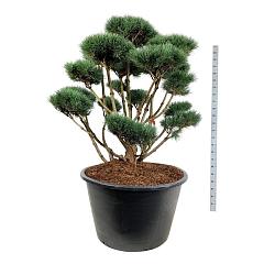 Pinus sylvestris 'Watereri'