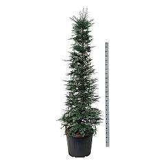 Sequioia sempervires 'Adpressa Aurea'