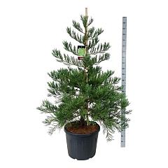 Sequoiadendron g. 'Healty Mammoth Two'