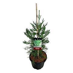 Sequoiadendron g. 'Healty Mammoth Three'