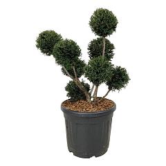 Taxus b. 'Höpken's Gigant'