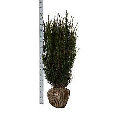Taxus media 'Hicksii'