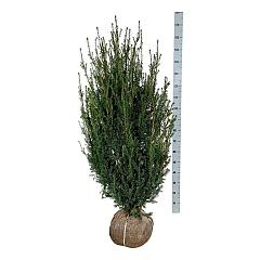 Taxus media 'Hicksii'