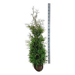 Thuja occ. 'Brabant'