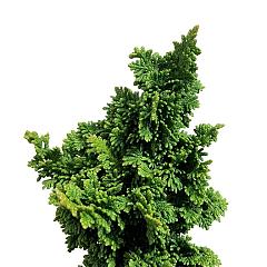 Thuja occ. 'Primo'