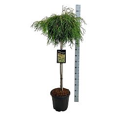 Thuja pl. 'Kagers Beauty'