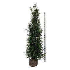 Thuja pl. 'Martin'