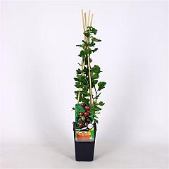 Ribes u.-c. 'Captivator'