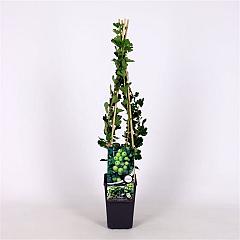 Ribes u.-c. Hinnonmäki Grün