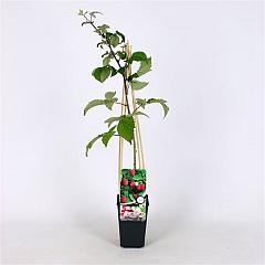 Rubus idaeus 'Schönemann'