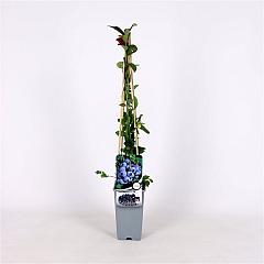 Vaccinium cor. 'Duke'