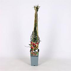 Vaccinium macrocarpon 'Pilgrim'