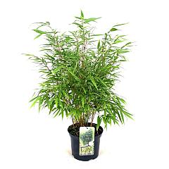 Fargesia robusta 'Formidable'