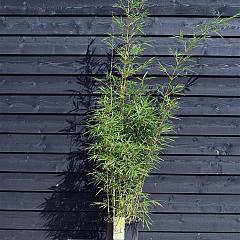 Fargesia robusta 'Campbell'