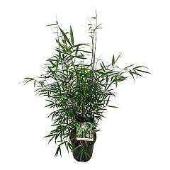 Fargesia scabrida 'Asian Wonder'