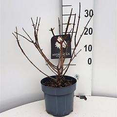 Hydrangea pan. 'Silver Dollar'