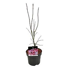 Acer pal. 'Atropurpureum'