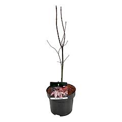 Acer pal. 'Bloodgood'