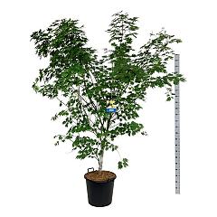 Acer pseudosieboldianum 'Arctic Jade'®