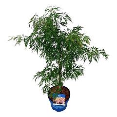 Acer pseudosieboldianum 'Ice Dragon'®