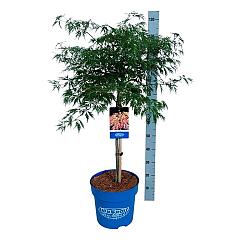 Acer pseudosieboldianum 'Ice Dragon'®