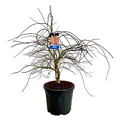 Acer pseudosieboldianum 'Ice Dragon'®