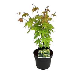 Acer shirasawanum 'Jordan'