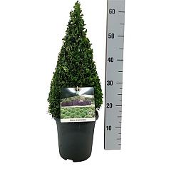 Buxus sempervirens