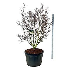 Cornus kousa 'Schmetterling'