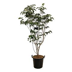 Cornus 'KN-30-8 Venus'(r)