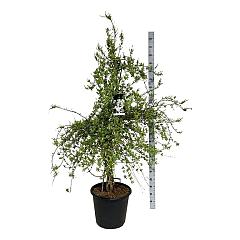 Exochorda 'The Bride'