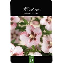 Hibiscus syr. 'Hamabo'