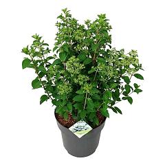 Hydrangea pan. 'Bobo'