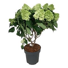 Hydrangea pan. 'Little Fresco' PBR