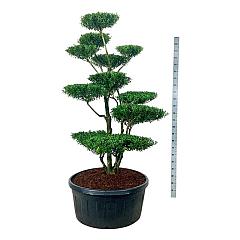 Ilex crenata 'Blondie'