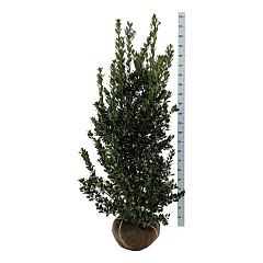 Ilex meserv. 'Heckenblau'