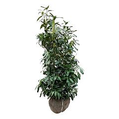 Prunus l. 'Herbergii'