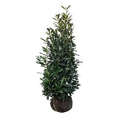 Prunus l. 'Herbergii'