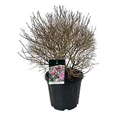 Syringa meyeri 'Palibin'