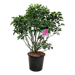 Syringa v. 'And. an Ludwig Späth'