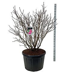 Syringa v. 'And. an Ludwig Späth'