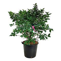 Syringa v. 'Michel Buchner'