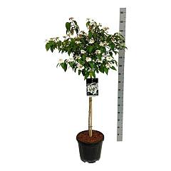 Viburnum plic. 'Watanabe'