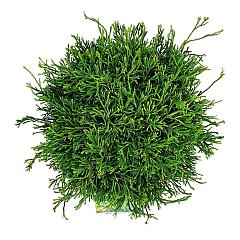 Chamaecyparis o. 'Gitte'