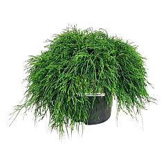 Chamaecyparis p. 'Sungold'